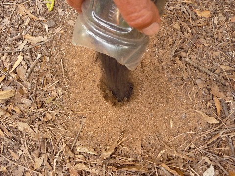 Adding Compost Medium Web view.jpg